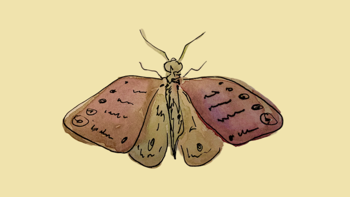 A top-down pen and watercolour drawing of a brown moth spreading its wings on a cream background.